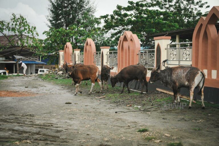 DSC07006